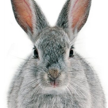 Imagem do Avatar do Produto