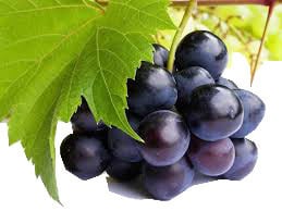 Imagen del Avatar del Producto